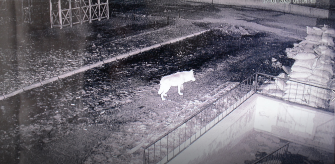 Öğrenci Yurdunun Bahçesine Giren Kurt Bahçedeki Köpeği Alıp Götürdü