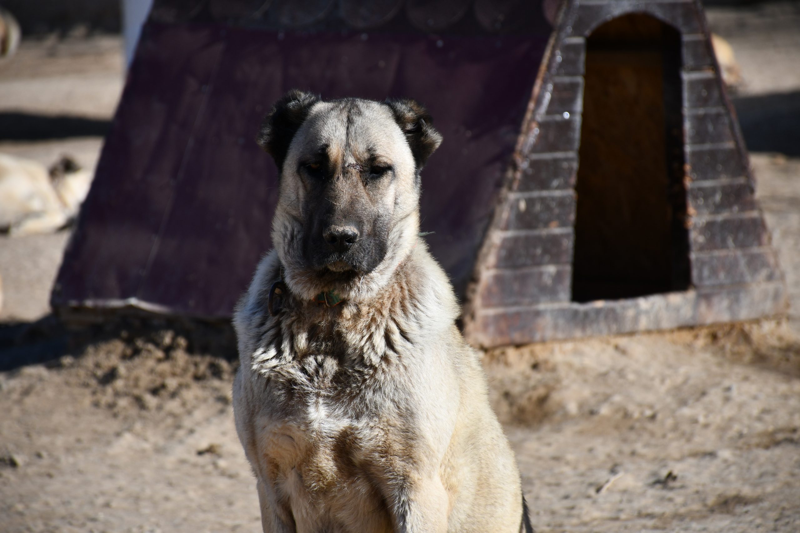 İlçemizde Kangal Köpekleri