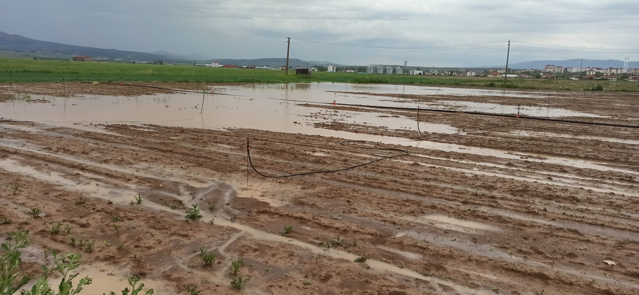 Şiddetli Yağışlar Sele Neden Oldu Tarlalar Sular Altında Kaldı