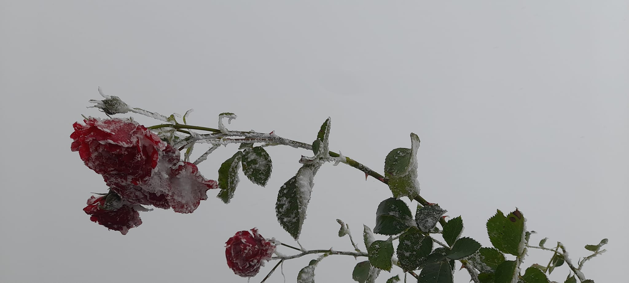 Mayıs Ayında Kar Yağdı