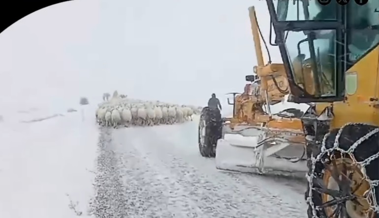 Karda Mahsur Kalan Koyunlar Özel İdare Ekipleri Tarafından Kurtarıldı