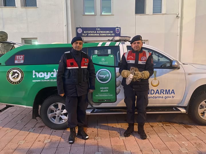 Yaralı Baykuş’u Jandarma Kurtardı