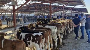 Şarkışla Hayvan Pazarı 12 Aralık 2025 Cuma Günü 23:00’te Yeniden Açılıyor