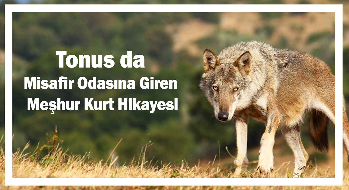 Tonus da Odaya Giren Meşhur Kurt Hikayesi