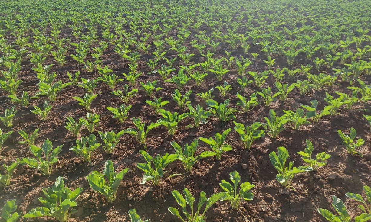 Altınyayla’da Çiftçinin “Yağmur Molası” Bekleyişi: Pancar Ekimi Yağışlara Takıldı